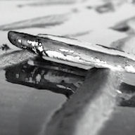Image of shell